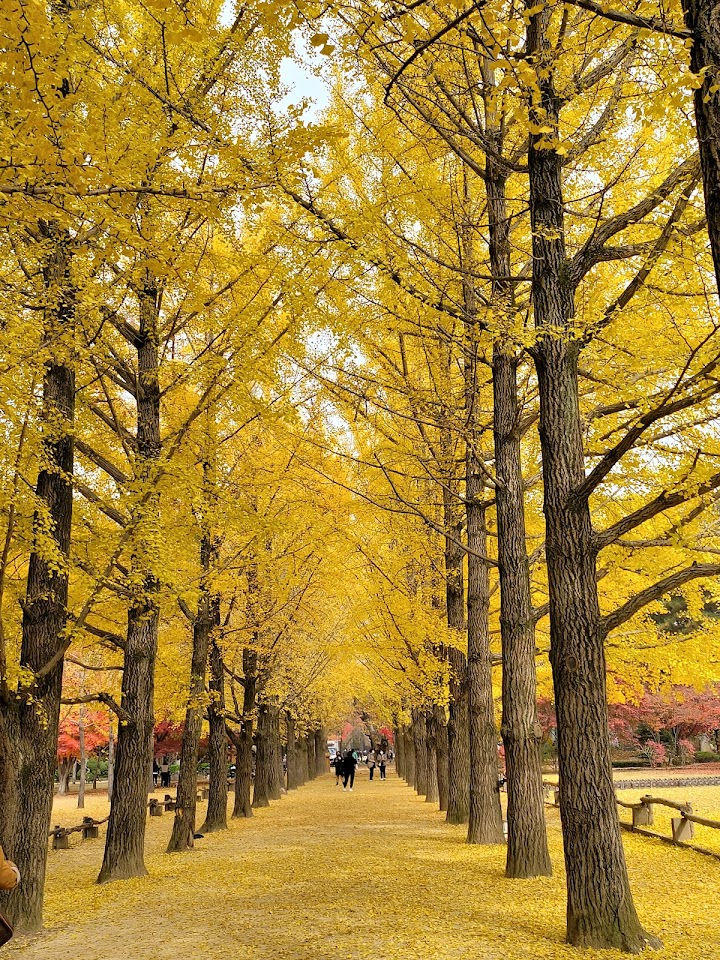 Nami Island representative photo