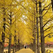 Foto utama Nami Island